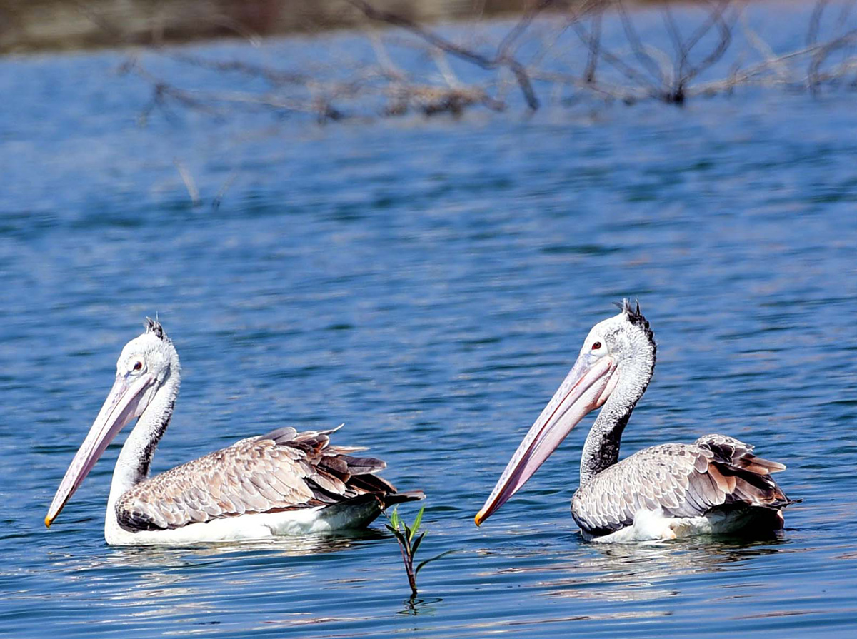 Flamingo Birds in Ameenpur Pond Photo Gallery - Sakshi2