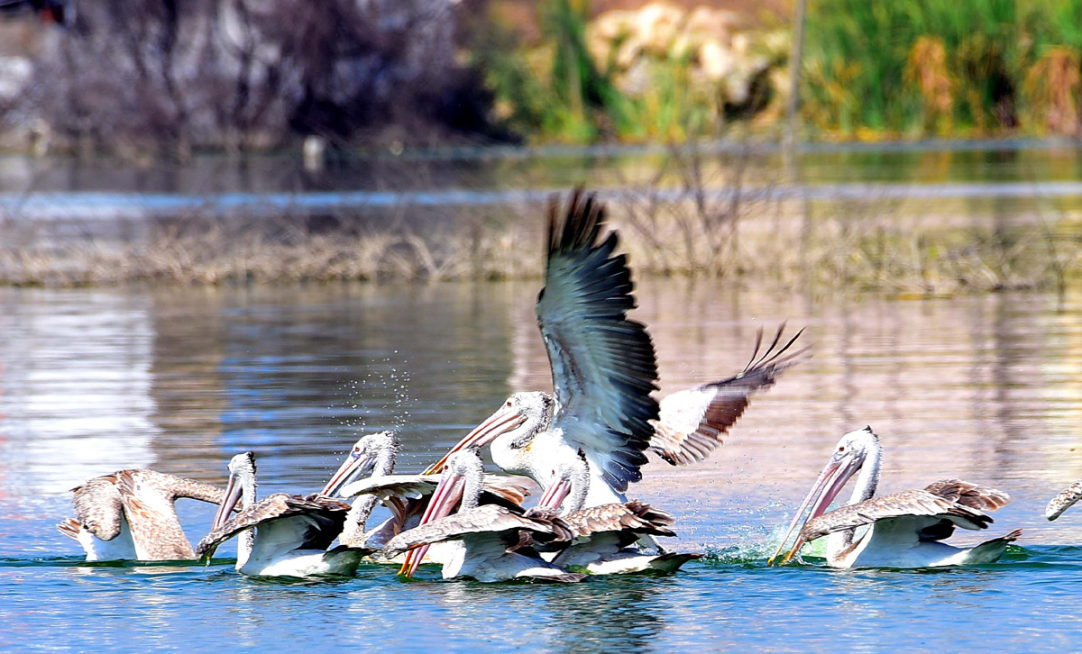 Flamingo Birds in Ameenpur Pond Photo Gallery - Sakshi3