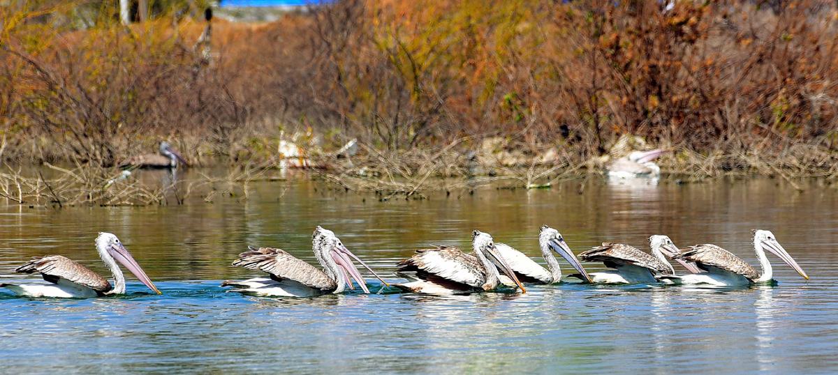 Flamingo Birds in Ameenpur Pond Photo Gallery - Sakshi4