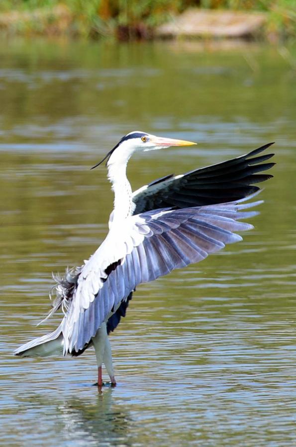 Flamingo Birds in Ameenpur Pond Photo Gallery - Sakshi5