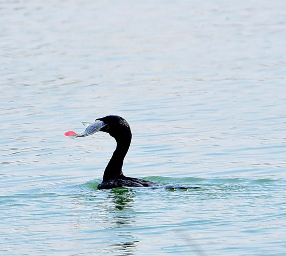 Flamingo Birds in Ameenpur Pond Photo Gallery - Sakshi6