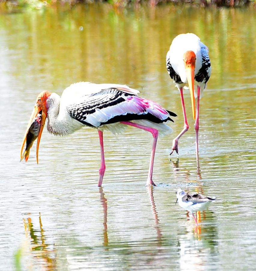 Flamingo Birds in Ameenpur Pond Photo Gallery - Sakshi7