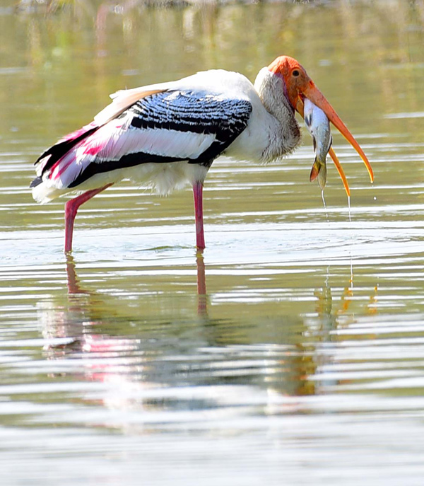 Flamingo Birds in Ameenpur Pond Photo Gallery - Sakshi8