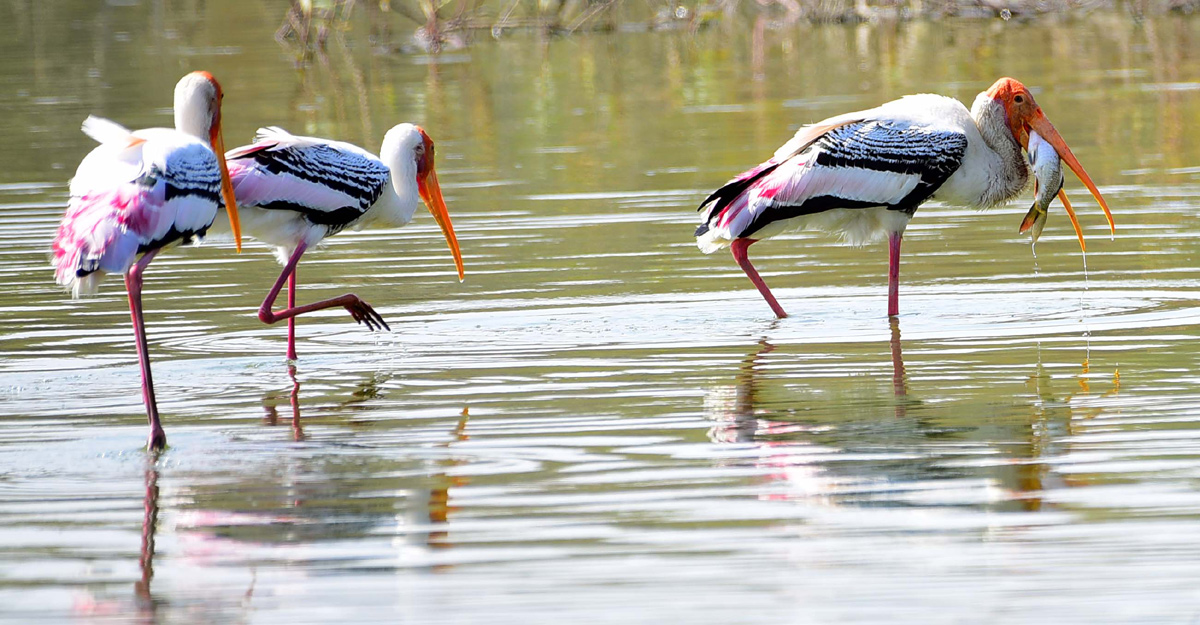 Flamingo Birds in Ameenpur Pond Photo Gallery - Sakshi1