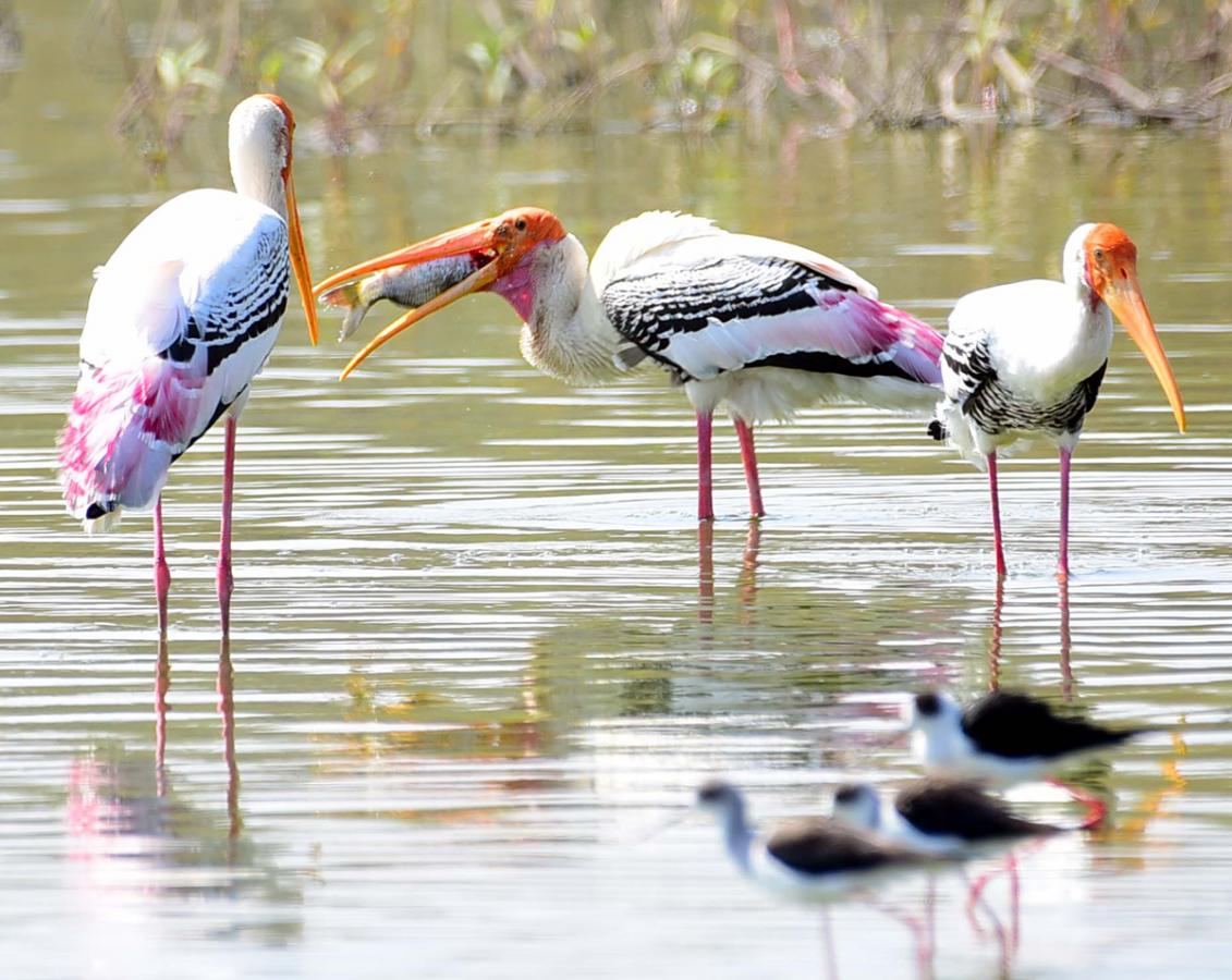 Flamingo Birds in Ameenpur Pond Photo Gallery - Sakshi9