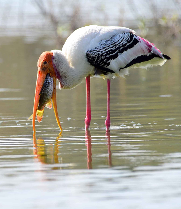 Flamingo Birds in Ameenpur Pond Photo Gallery - Sakshi11