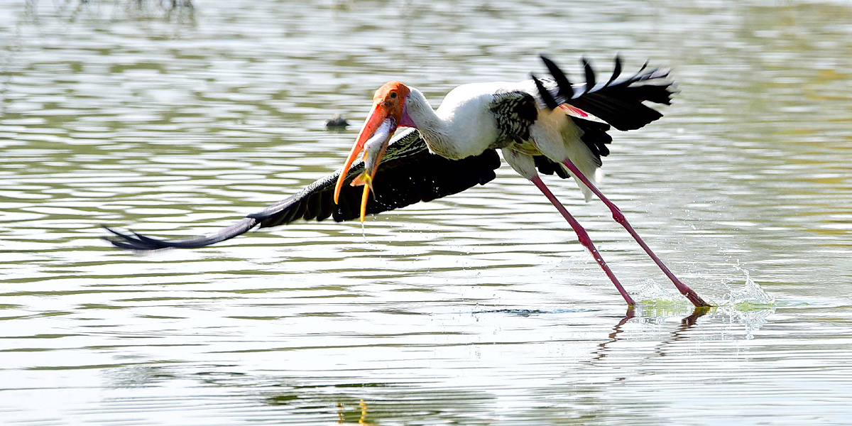 Flamingo Birds in Ameenpur Pond Photo Gallery - Sakshi12