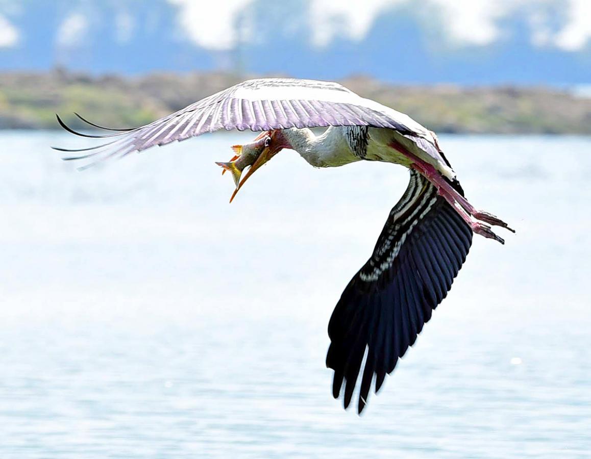 Flamingo Birds in Ameenpur Pond Photo Gallery - Sakshi13