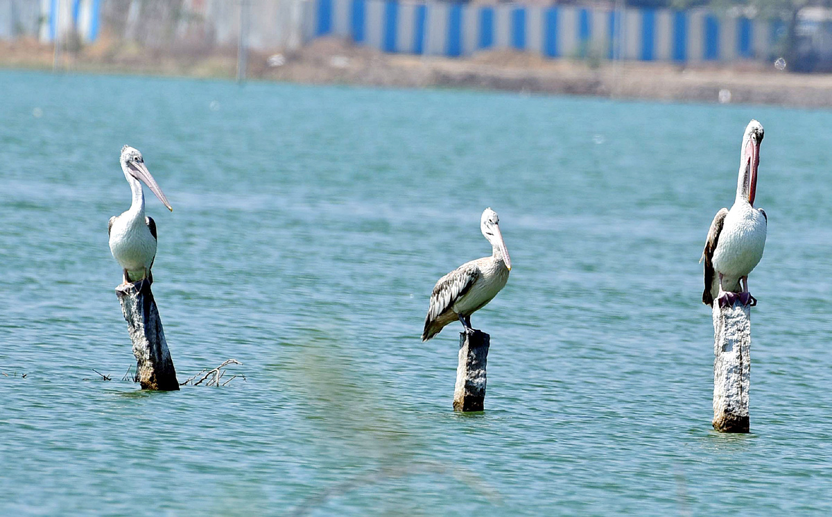 Flamingo Birds in Ameenpur Pond Photo Gallery - Sakshi14