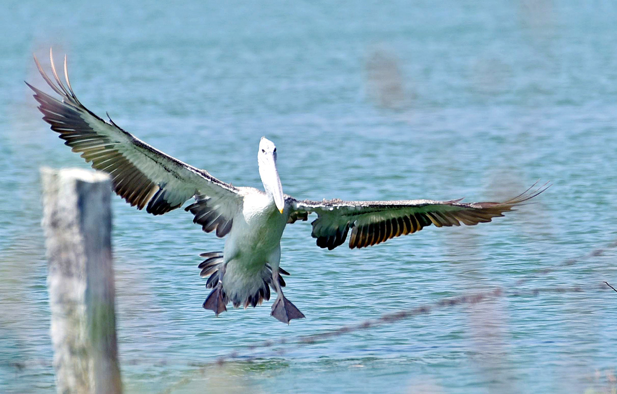 Flamingo Birds in Ameenpur Pond Photo Gallery - Sakshi15