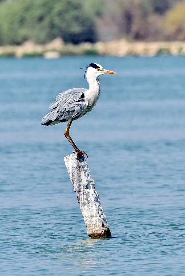 Flamingo Birds in Ameenpur Pond Photo Gallery - Sakshi16