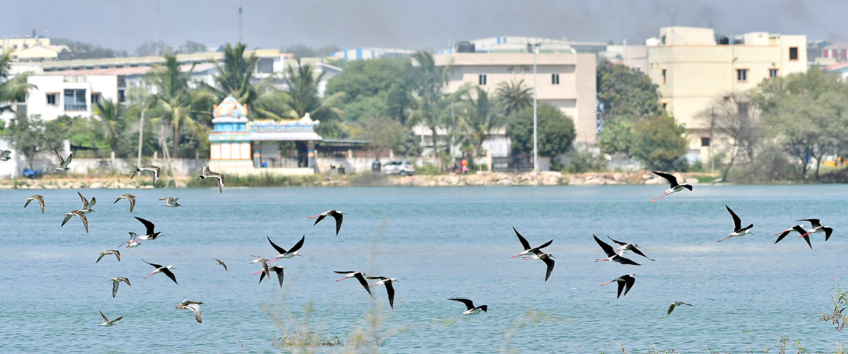 Flamingo Birds in Ameenpur Pond Photo Gallery - Sakshi17