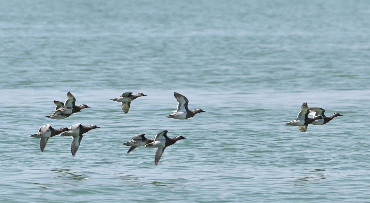 Flamingo Birds in Ameenpur Pond Photo Gallery - Sakshi18