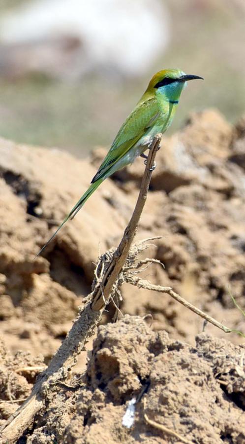 Flamingo Birds in Ameenpur Pond Photo Gallery - Sakshi19