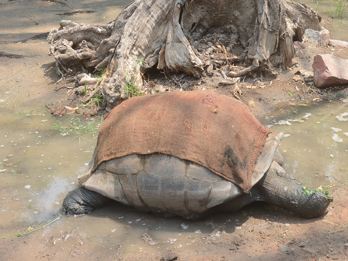 Sunday Funday Nehru Zoological Park Photo Gallery - Sakshi10