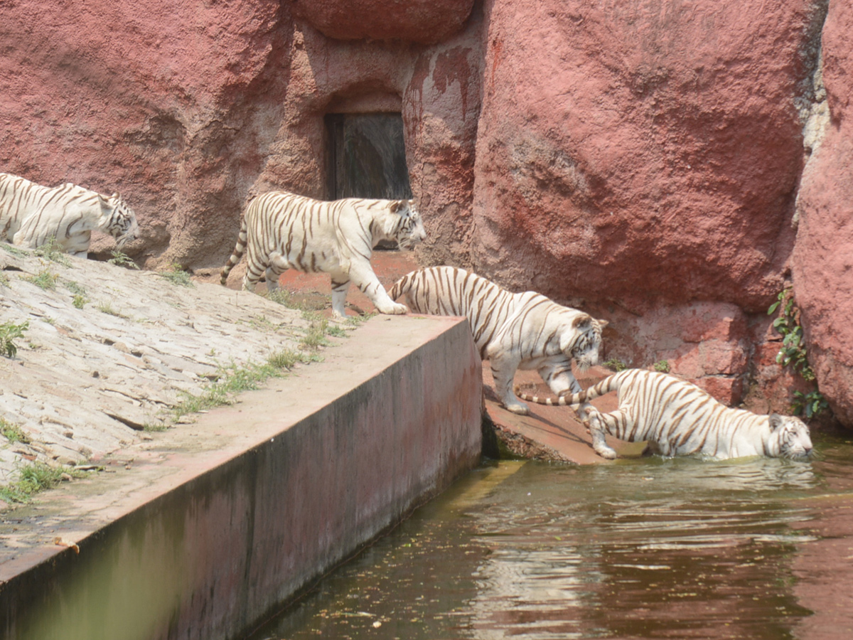 Sunday Funday Nehru Zoological Park Photo Gallery - Sakshi7