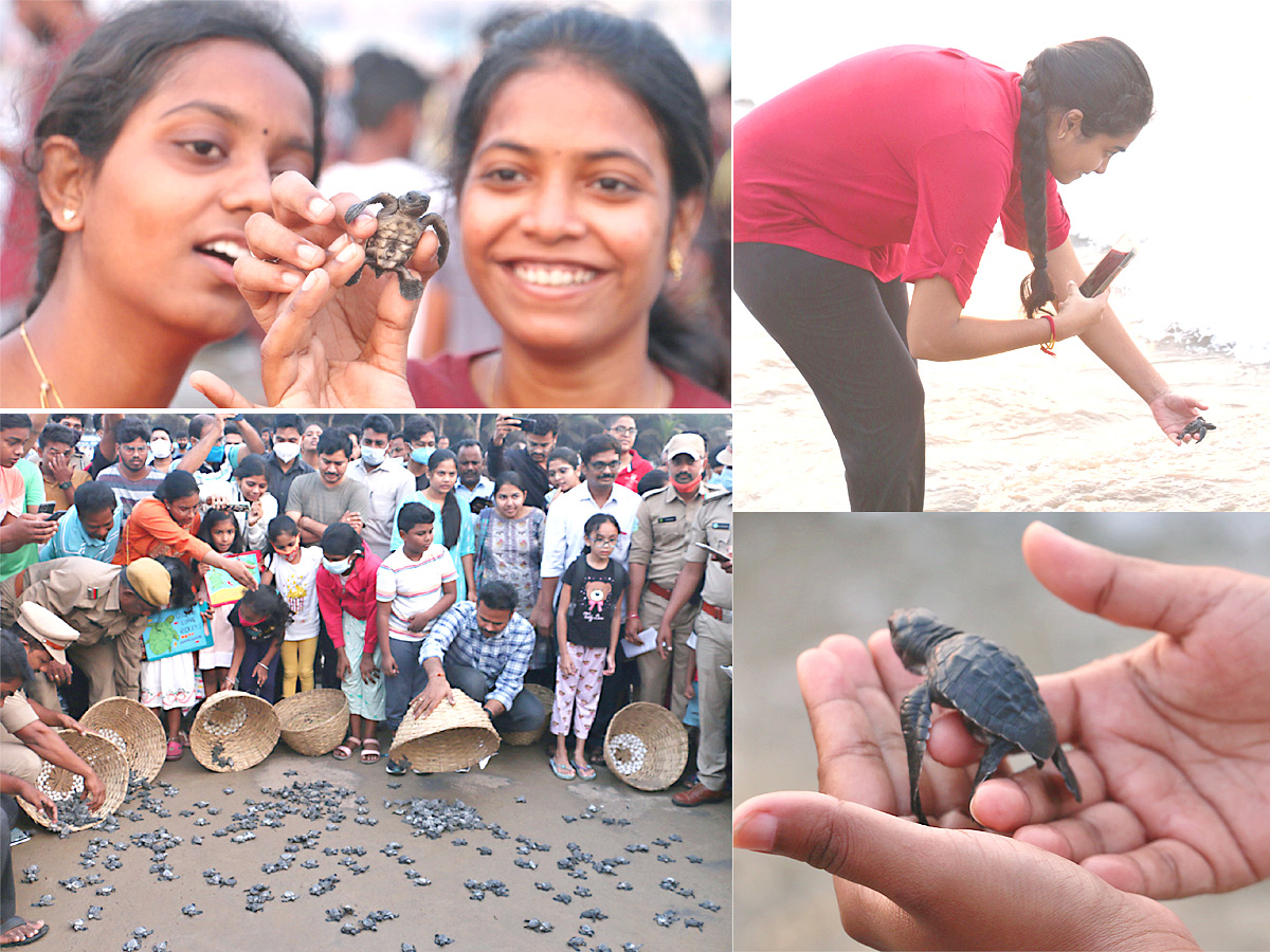 Turtle in Visakhapatnam Beach Pics - Sakshi1