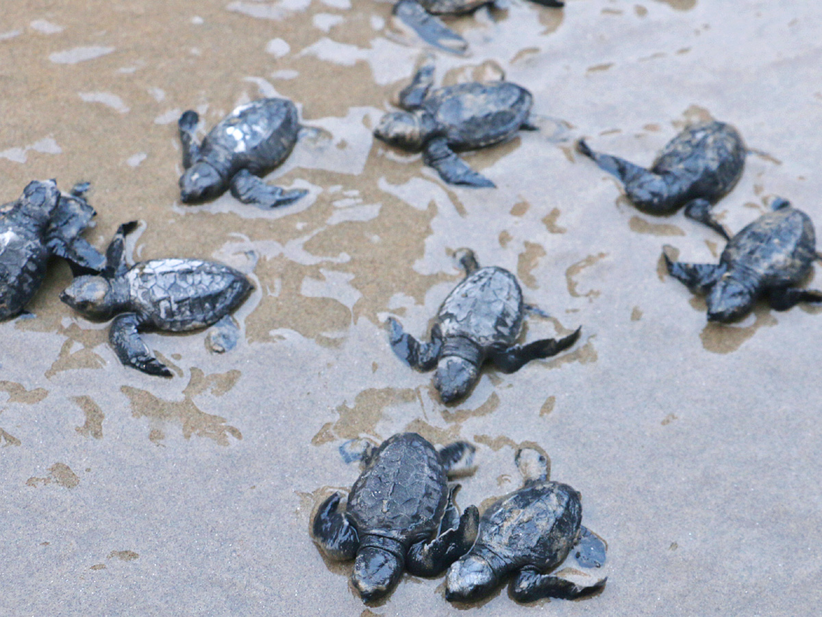 Turtle in Visakhapatnam Beach Pics - Sakshi10