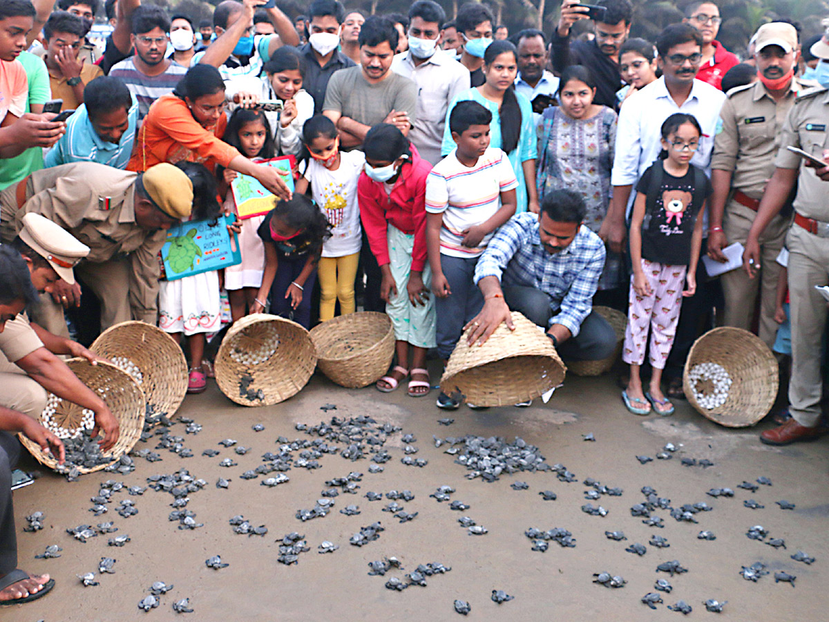 Turtle in Visakhapatnam Beach Pics - Sakshi13