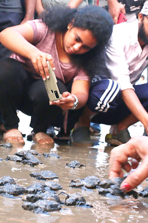 Turtle in Visakhapatnam Beach Pics - Sakshi17