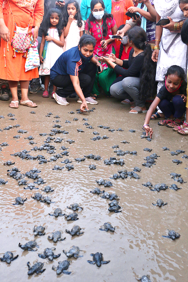 Turtle in Visakhapatnam Beach Pics - Sakshi18