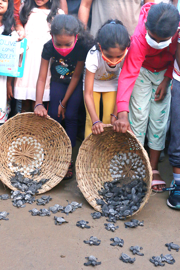 Turtle in Visakhapatnam Beach Pics - Sakshi19