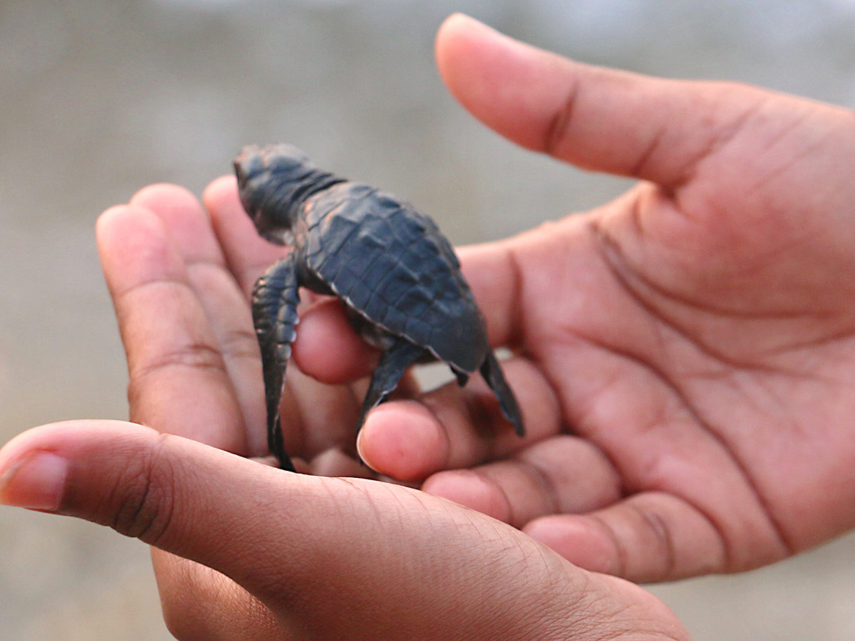 Turtle in Visakhapatnam Beach Pics - Sakshi2