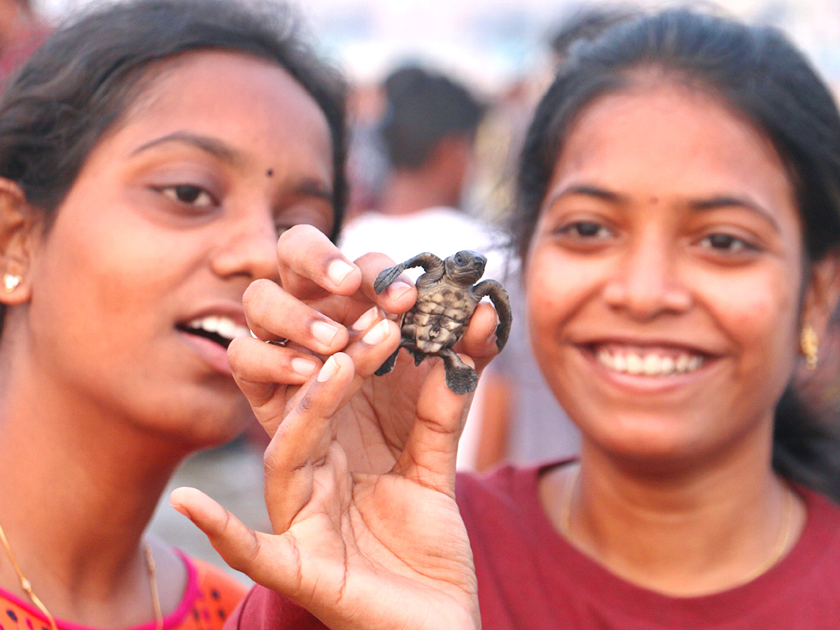 Turtle in Visakhapatnam Beach Pics - Sakshi5