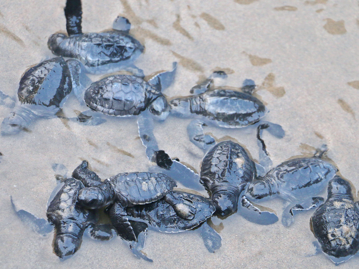 Turtle in Visakhapatnam Beach Pics - Sakshi7