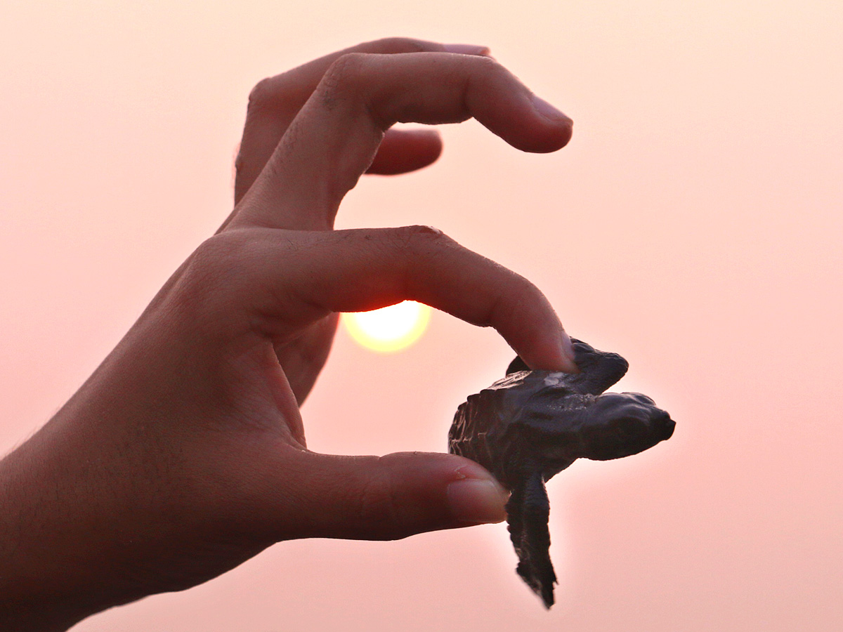 Turtle in Visakhapatnam Beach Pics - Sakshi8