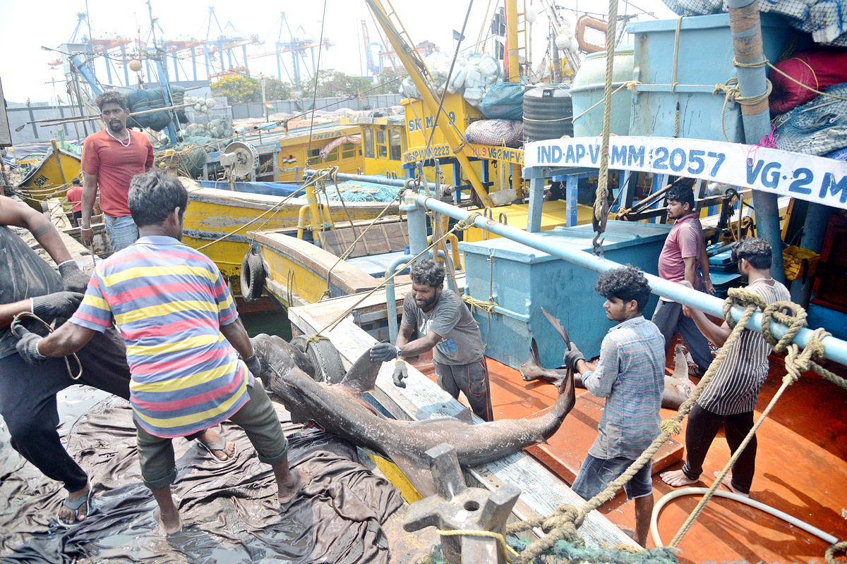 Sharks Fish In Visakhapatnam - Sakshi2