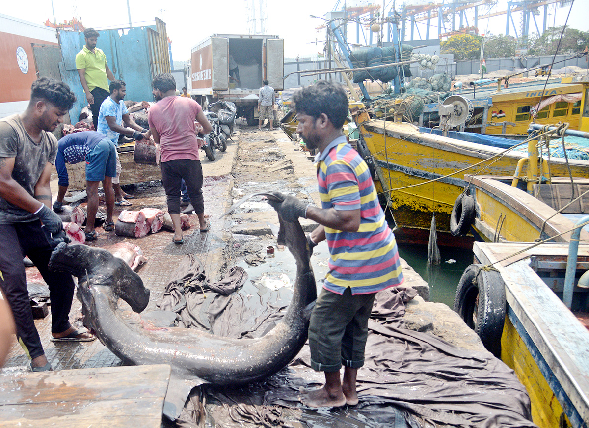 Sharks Fish In Visakhapatnam - Sakshi3