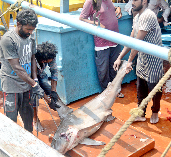 Sharks Fish In Visakhapatnam - Sakshi4