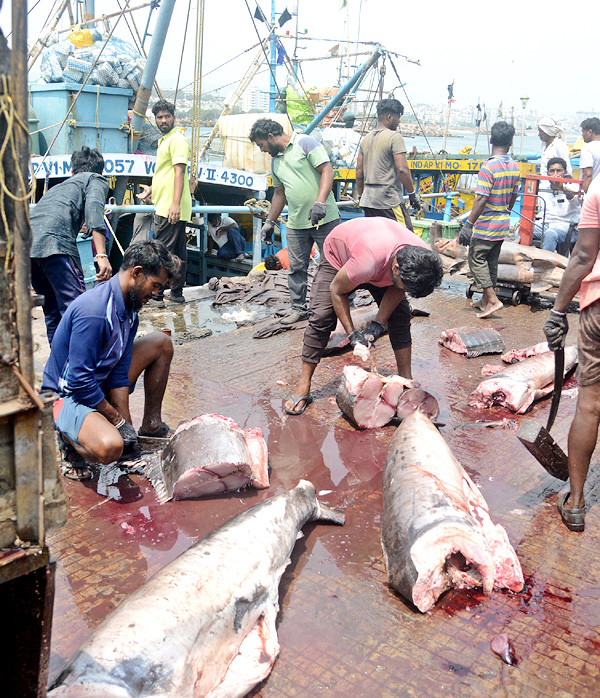 Sharks Fish In Visakhapatnam - Sakshi5