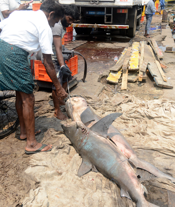 Sharks Fish In Visakhapatnam - Sakshi6