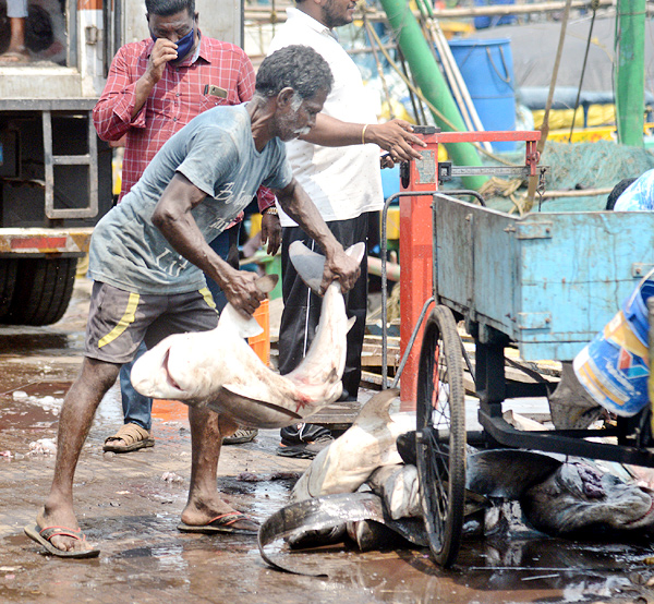 Sharks Fish In Visakhapatnam - Sakshi7