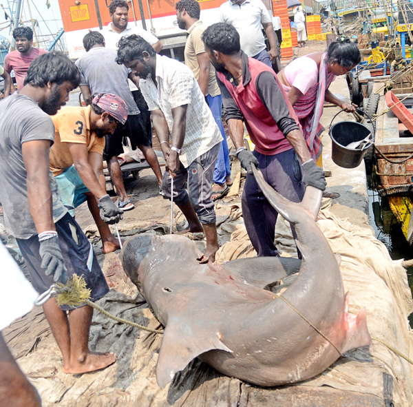 Sharks Fish In Visakhapatnam - Sakshi8