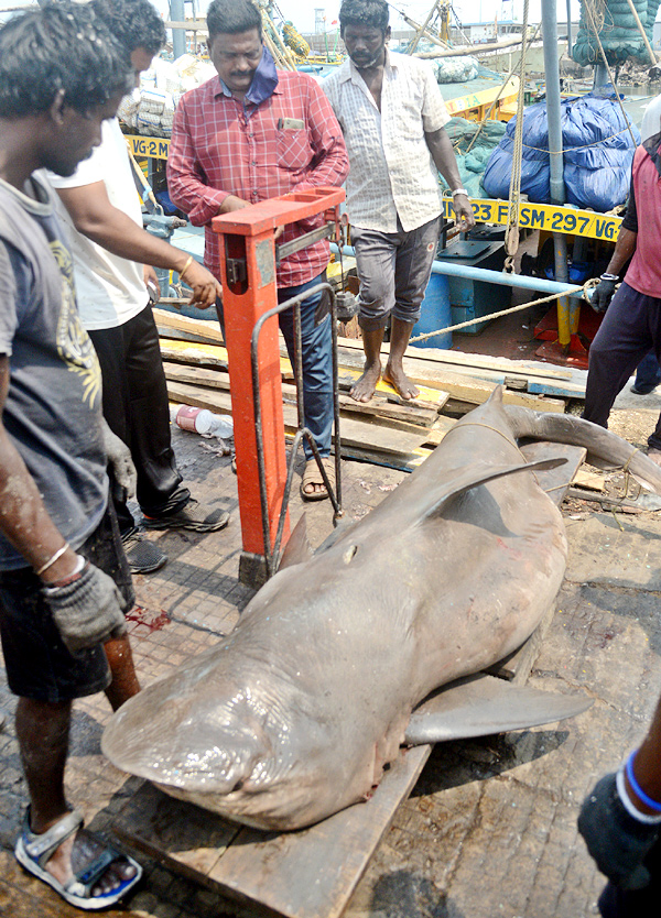 Sharks Fish In Visakhapatnam - Sakshi9