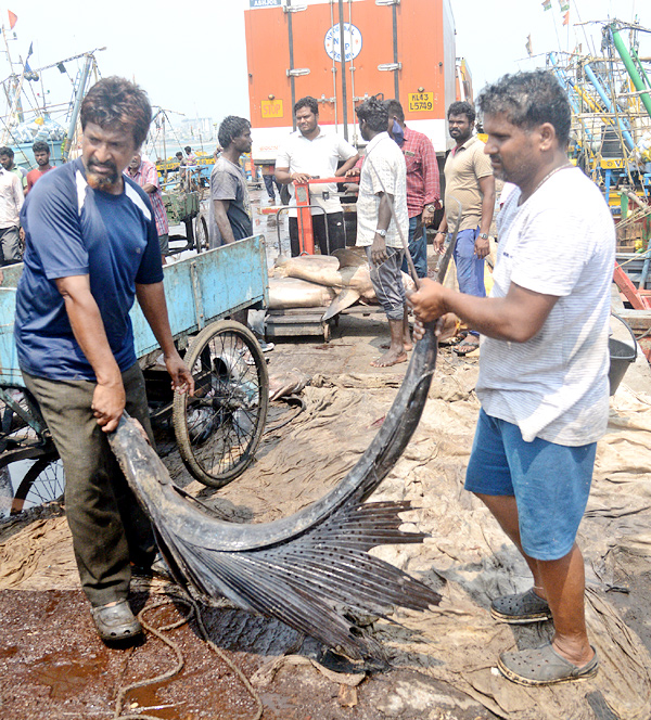 Sharks Fish In Visakhapatnam - Sakshi11