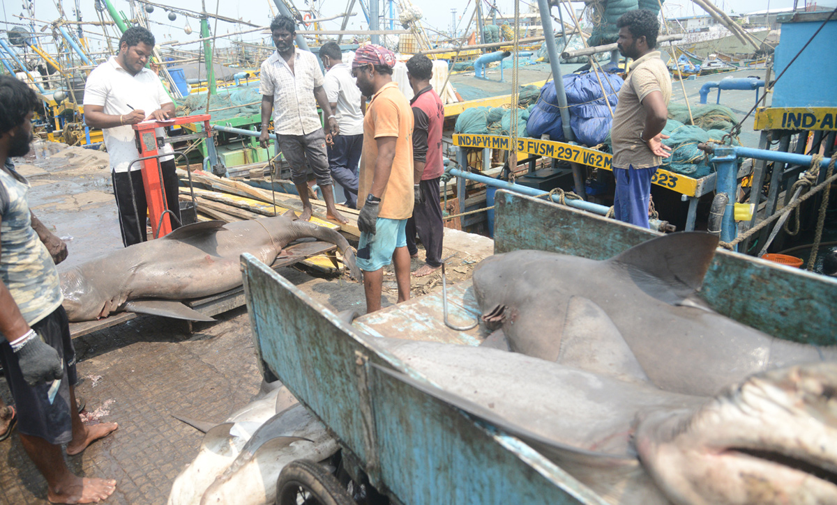 Sharks Fish In Visakhapatnam - Sakshi12