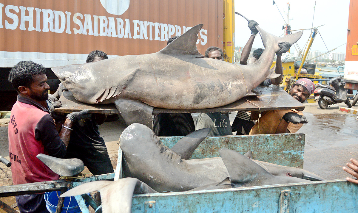 Sharks Fish In Visakhapatnam - Sakshi1