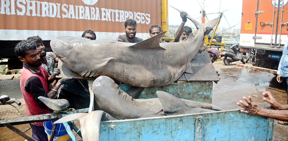 Sharks Fish In Visakhapatnam - Sakshi13