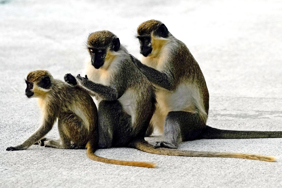 Monkeys Near Florida Airport Delight Visitors - Sakshi1