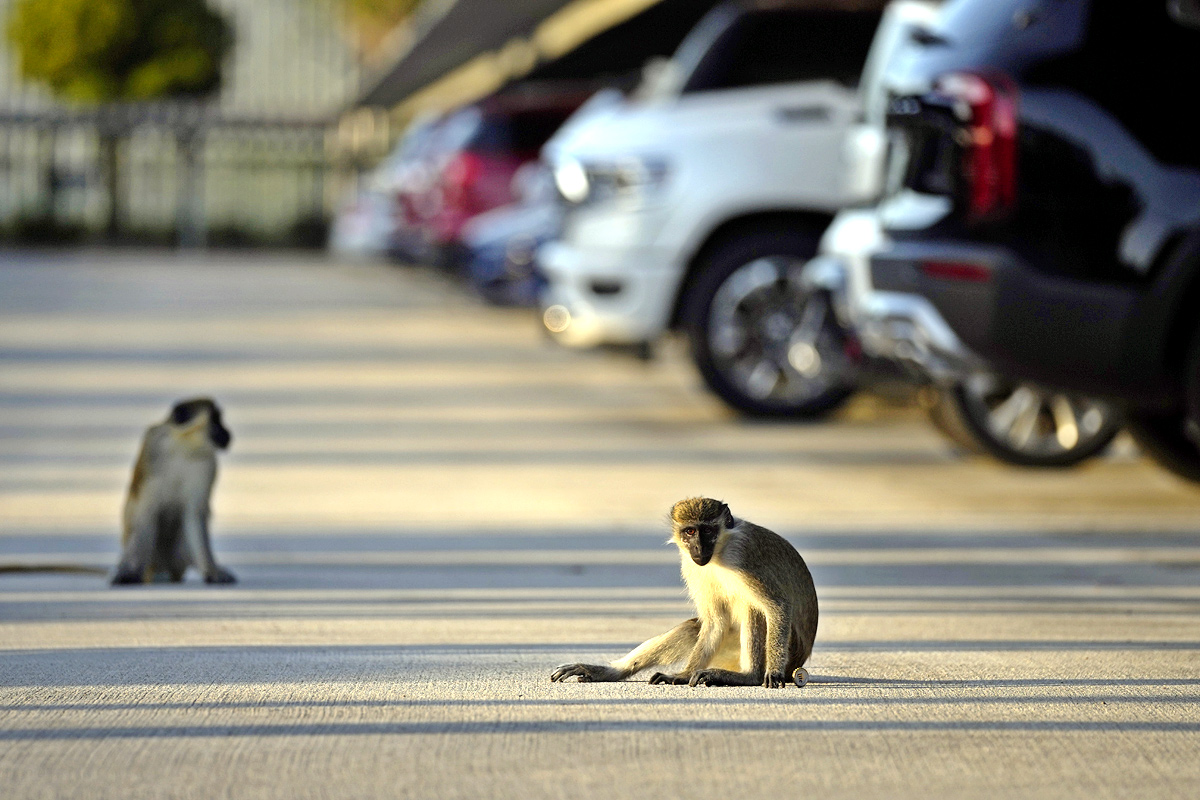 Monkeys Near Florida Airport Delight Visitors - Sakshi2