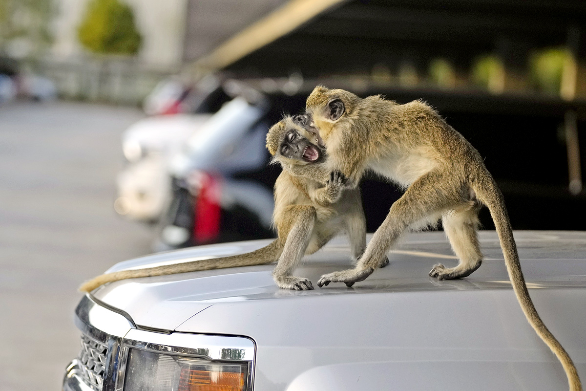 Monkeys Near Florida Airport Delight Visitors - Sakshi3