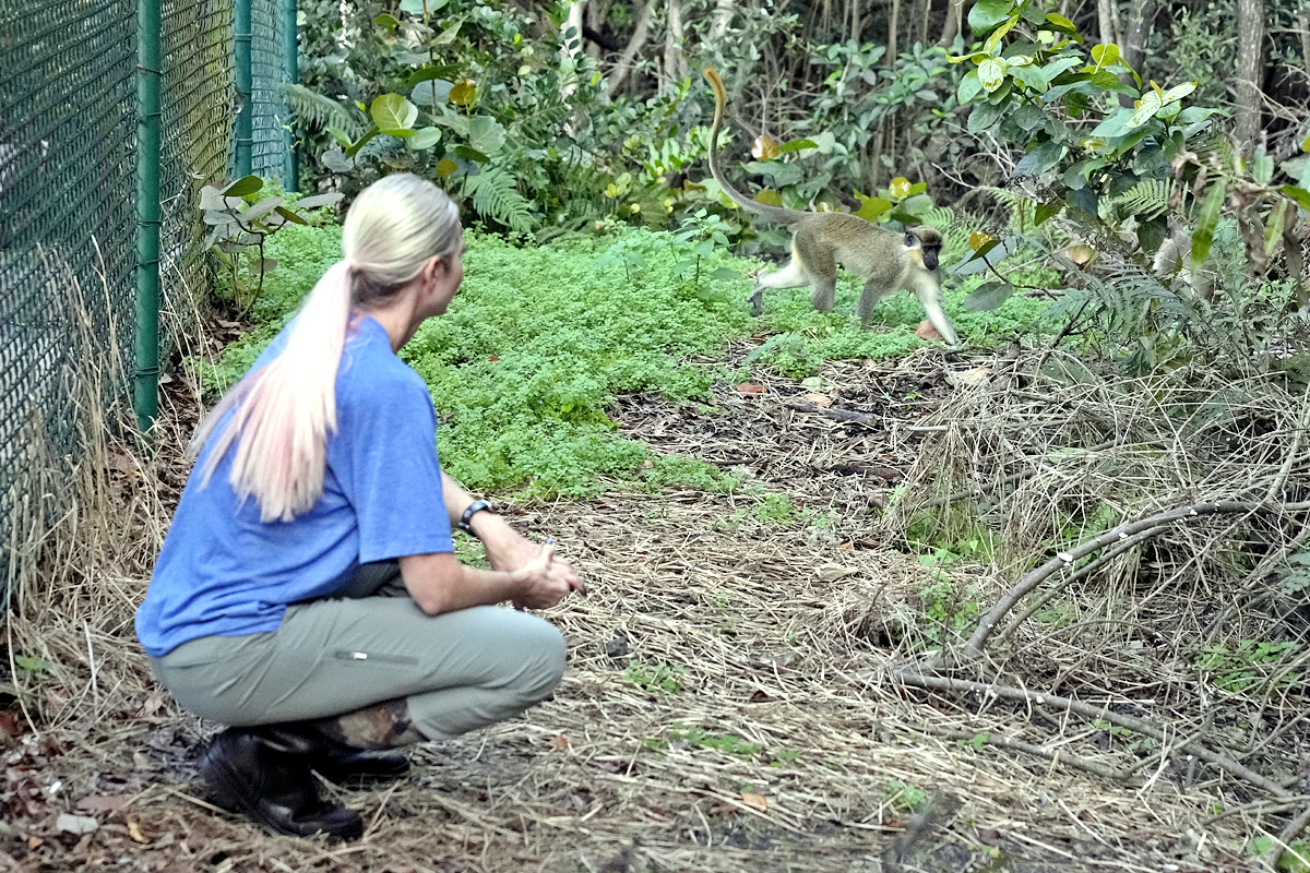 Monkeys Near Florida Airport Delight Visitors - Sakshi13