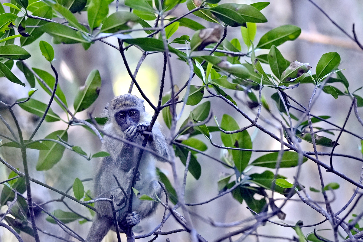 Monkeys Near Florida Airport Delight Visitors - Sakshi4