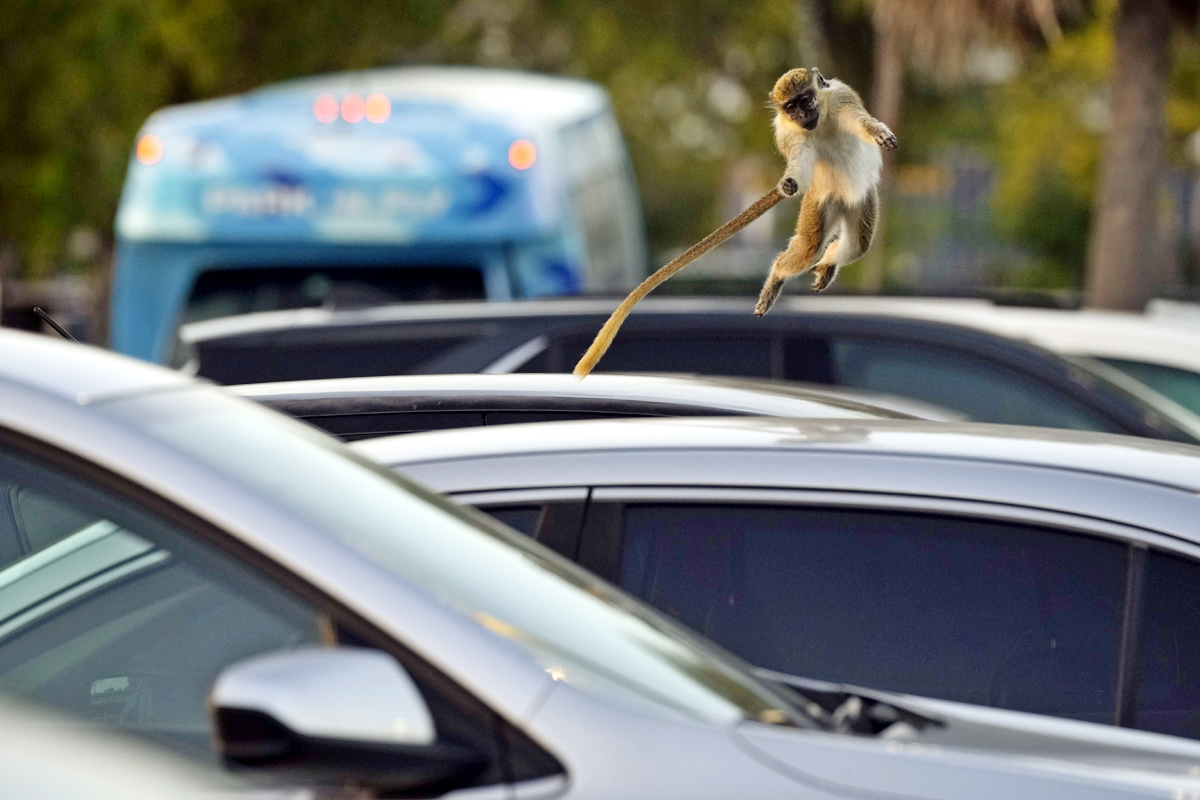 Monkeys Near Florida Airport Delight Visitors - Sakshi5