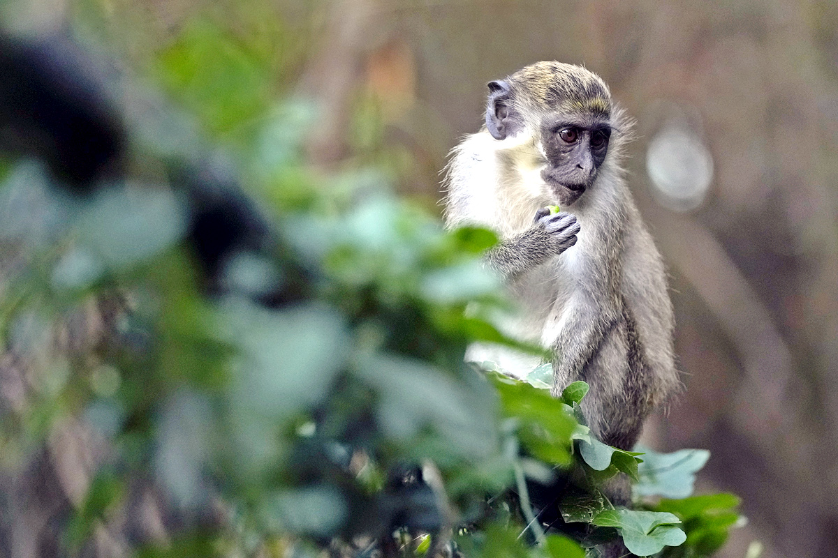 Monkeys Near Florida Airport Delight Visitors - Sakshi6