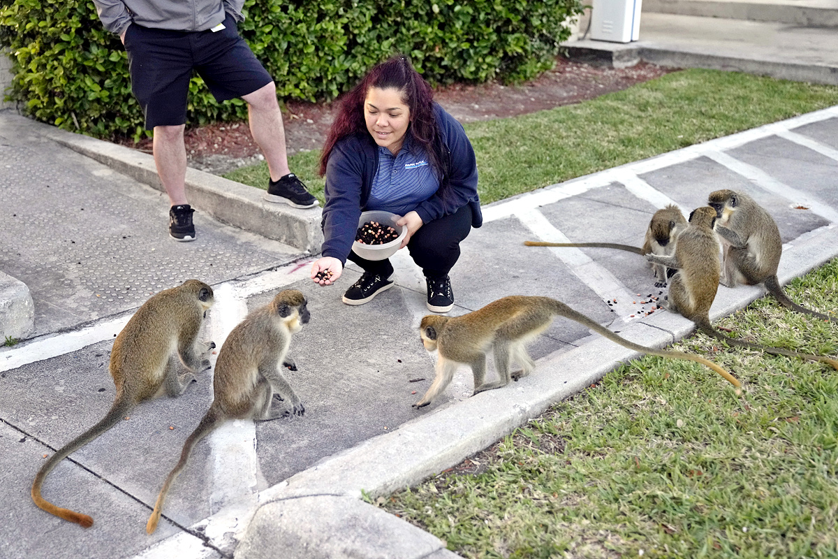 Monkeys Near Florida Airport Delight Visitors - Sakshi7